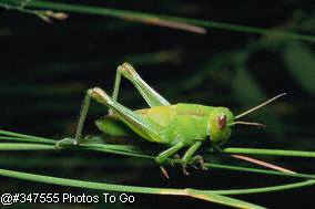 Grasshopper